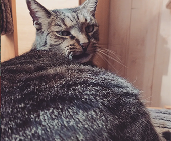 Tomek